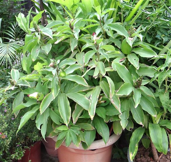 Costus pictus